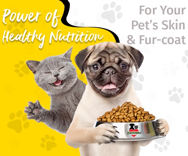 The magical power of a good diet for your pet’s skin & coat